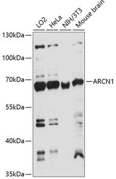 Anti-ARCN1 Antibody (CAB14993)