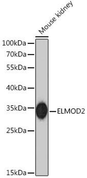 Anti-ELMOD2 Antibody (CAB15001)