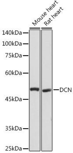 Anti-DCN Antibody (CAB15048)