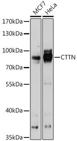 Anti-CTTN Antibody (CAB15054)
