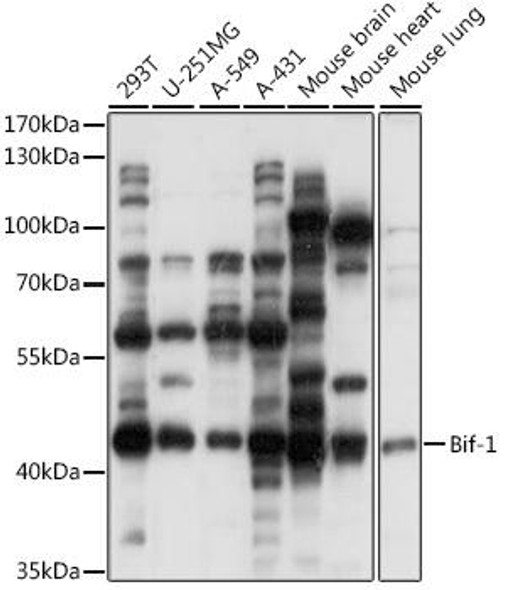 Anti-Bif-1 Antibody (CAB15158)