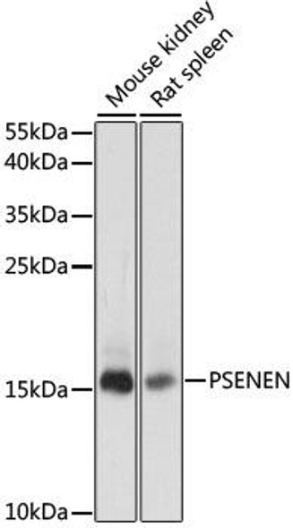 Anti-PSENEN Antibody (CAB15172)