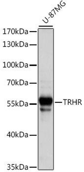 Anti-TRHR Antibody (CAB15235)