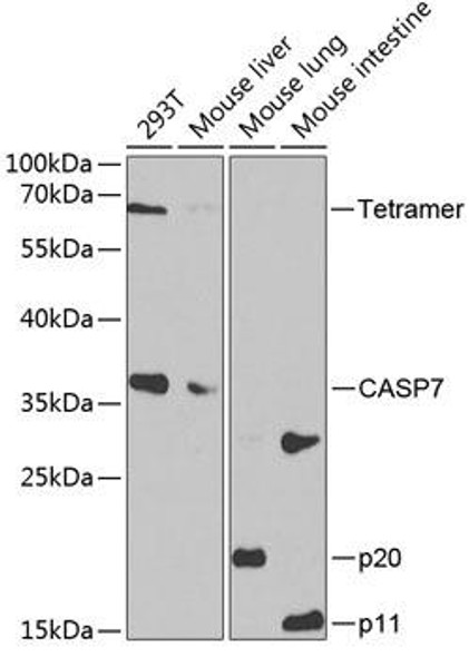 Anti-Caspase-7 Antibody (CAB1524)