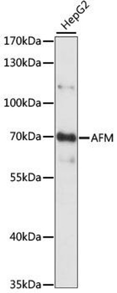 Anti-AFM Antibody (CAB15252)