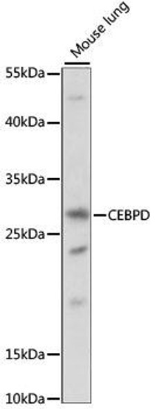 Anti-CEBPD Antibody (CAB15261)