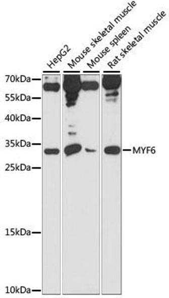Anti-MYF6 Antibody (CAB15291)