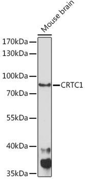 Anti-CRTC1 Antibody (CAB15412)