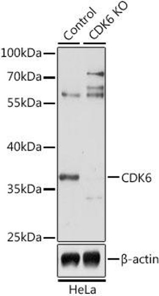 Anti-CDK6 Antibody (CAB1545)[KO Validated]