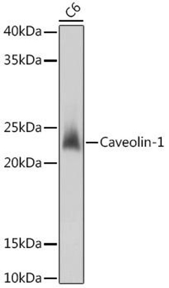 Anti-Caveolin-1 Antibody (CAB1555)