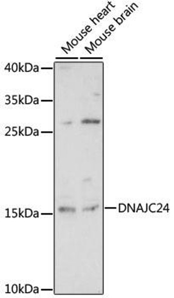 Anti-DNAJC24 Antibody (CAB15560)
