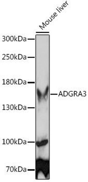 Anti-ADGRA3 Antibody (CAB15573)