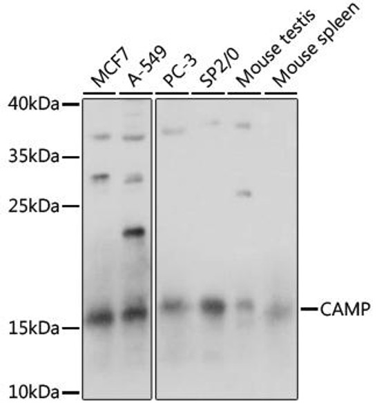 Anti-CAMP Antibody (CAB15653)