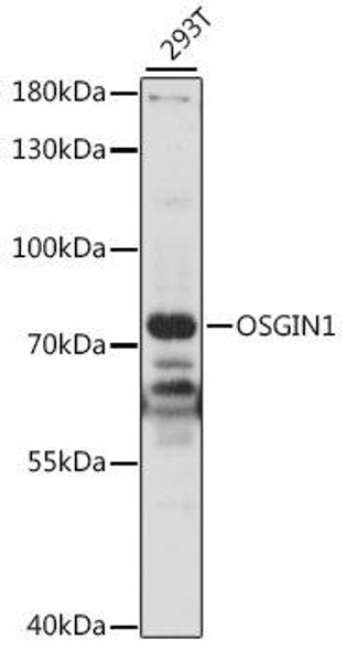 Anti-OSGIN1 Antibody (CAB15826)
