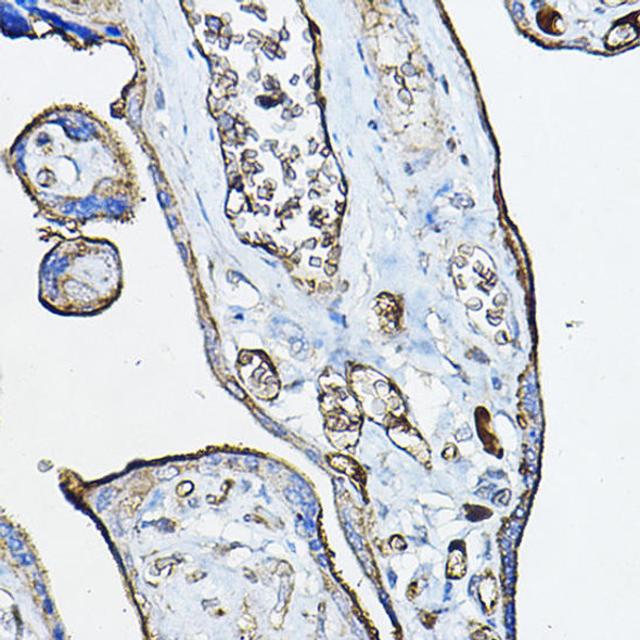 Anti-CHRNA7 Antibody (CAB1588)