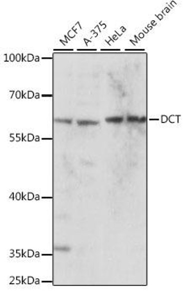 Anti-DCT Antibody (CAB16041)