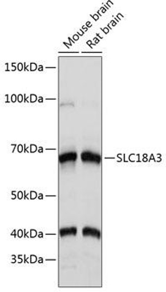 Anti-SLC18A3 Antibody (CAB16068)