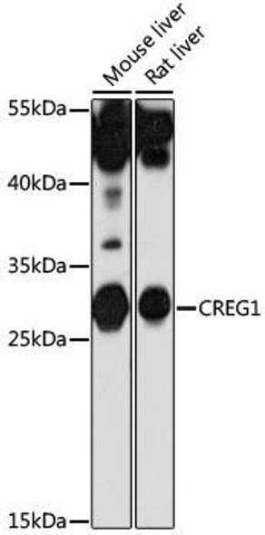 Anti-CREG1 Antibody (CAB16081)
