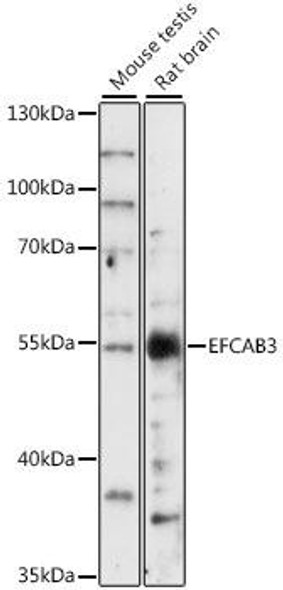 Anti-EFCAB3 Antibody (CAB16170)