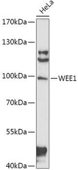 Anti-WEE1 Antibody (CAB16256)