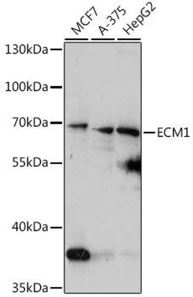 Anti-ECM1 Antibody (CAB16368)