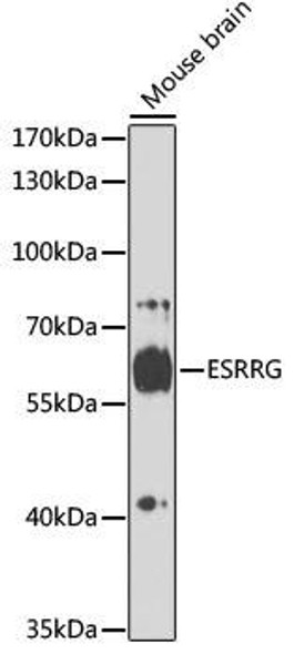 Anti-ESRRG Antibody (CAB16373)