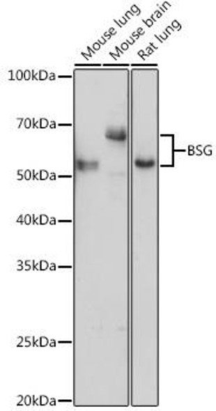 Anti-BSG Antibody (CAB16662)