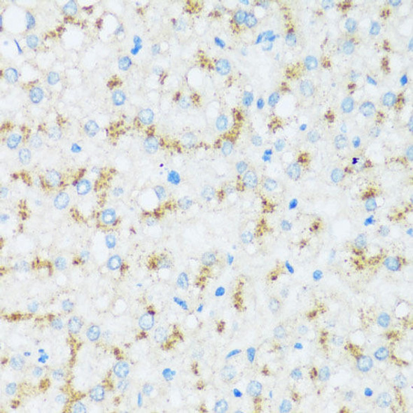 Anti-APOD Antibody (CAB16757)