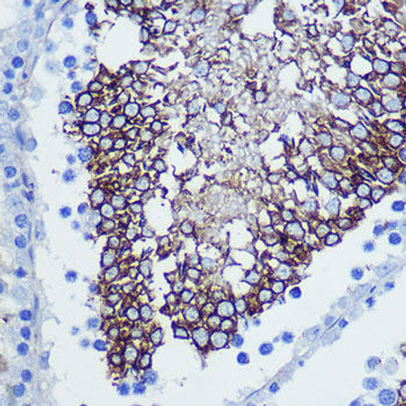 Anti-CD47 Antibody (CAB1838)