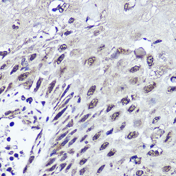 Anti-CUX1 Antibody (CAB2213)