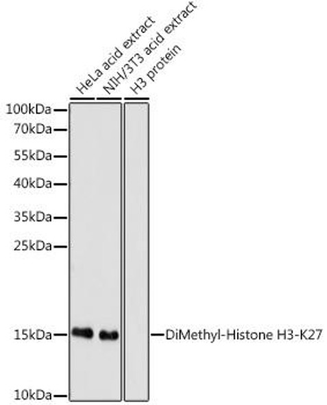 Anti-DiMethyl-Histone H3-K27 Antibody (CAB2362)