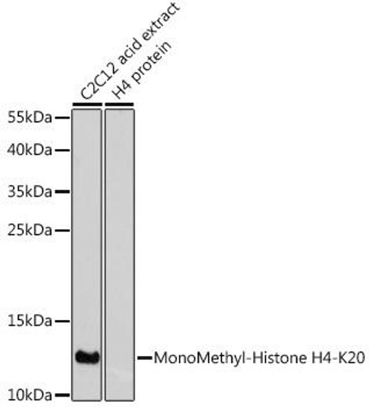 Anti-MonoMethyl-Histone H4-K20 Antibody (CAB2370)