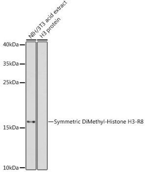 Anti-Symmetric DiMethyl-Histone H3-R8 Antibody (CAB2374)