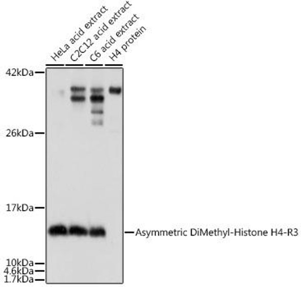 Anti-Asymmetric DiMethyl-Histone H4-R3 Antibody (CAB2376)