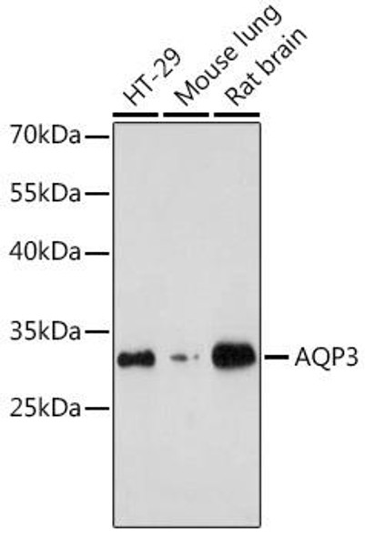 Anti-AQP3 Antibody (CAB2838)