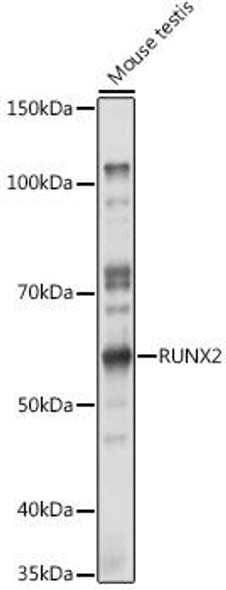 Anti-RUNX2 Antibody (CAB2851)