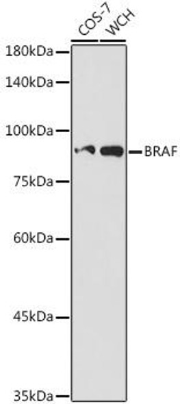 Anti-BRAF Antibody (CAB2988)