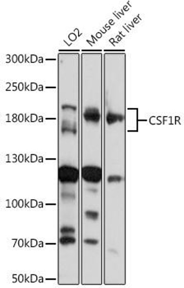 Anti-CSF1R Antibody (CAB3019)