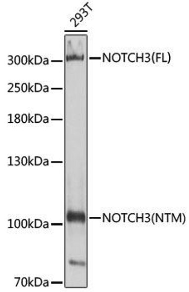 Anti-NOTCH3 Antibody (CAB3115)
