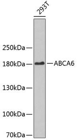 Anti-ABCA6 Antibody (CAB3191)