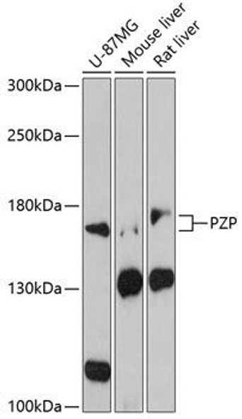 Anti-PZP Antibody (CAB3324)