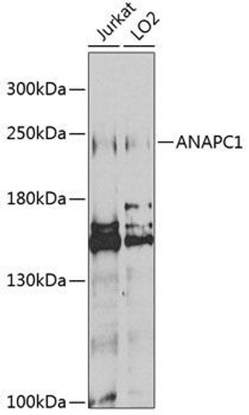 Anti-ANAPC1 Antibody (CAB3484)