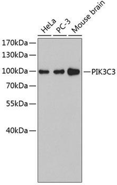 Anti-PIK3C3 Antibody (CAB4021)