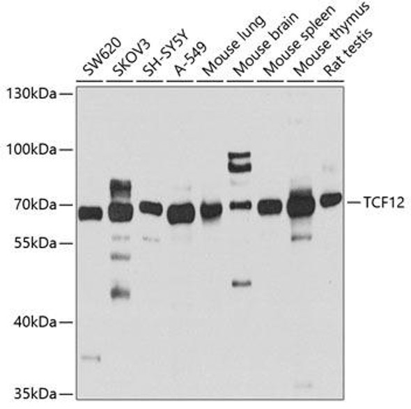 Anti-TCF12 Antibody (CAB4146)