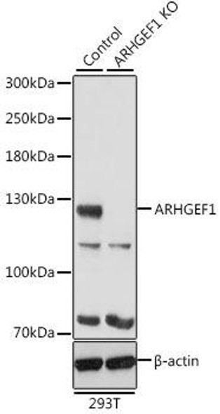 Anti-ARHGEF1 Antibody (CAB4274)[KO Validated]