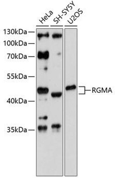 Anti-RGMA Antibody (CAB4878)