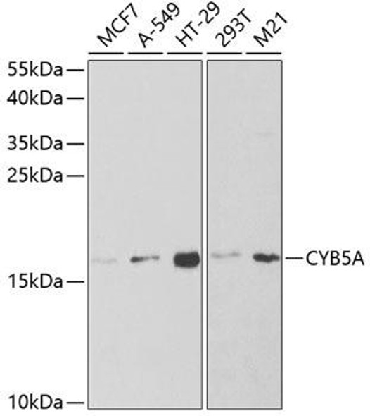 Anti-CYB5A Antibody (CAB5401)