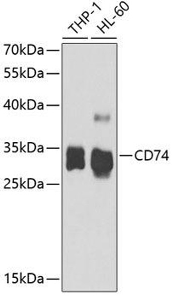 Anti-CD74 Antibody (CAB5667)