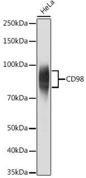 Anti-CD98 Antibody (CAB5702)