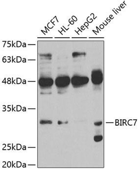 Anti-BIRC7 Antibody (CAB5736)